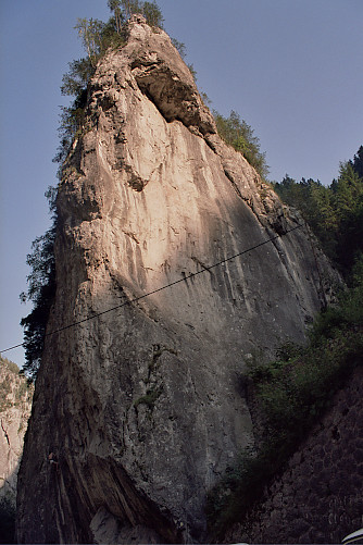 Foto: Rennkuckuck ©