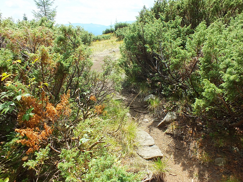 &copy; R.Thiel
09.08.2012 12:45:38
Munții Călimani (09.08.2012)
Rumänien 2012
Rumänienfotos