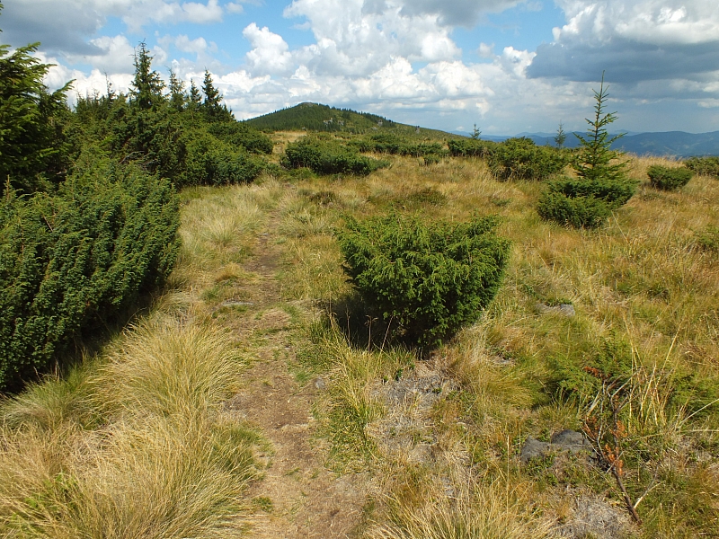 &copy; R.Thiel
09.08.2012 13:58:44
Munții Călimani (09.08.2012)
Rumänien 2012
Rumänienfotos