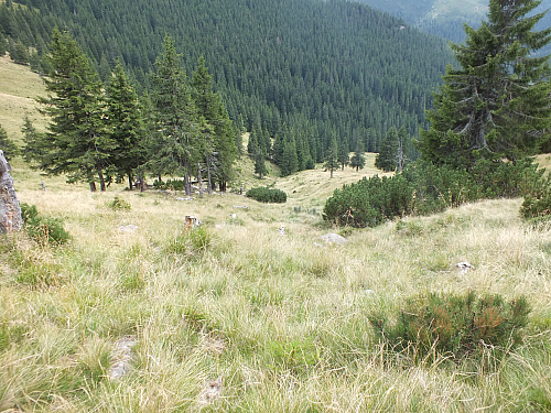 © R.Thiel
11.08.2012 14:25:57
Munții Călimani (11.08.2012)
Rumänien 2012
Rumänienfotos