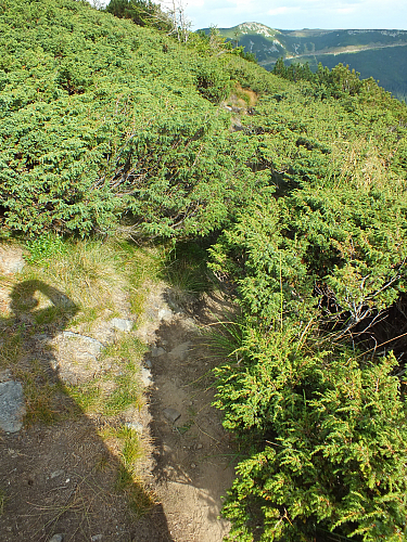 © R.Thiel
11.08.2012 17:24:31
Munții Călimani (11.08.2012)
Rumänien 2012
Rumänienfotos