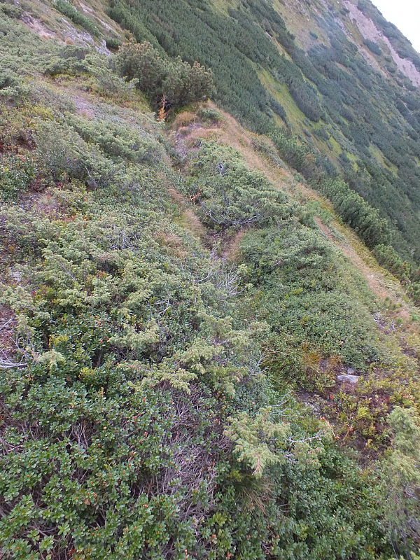 © R.Thiel
11.08.2012 17:23:12
Munții Călimani (11.08.2012)
Rumänien 2012
Rumänienfotos