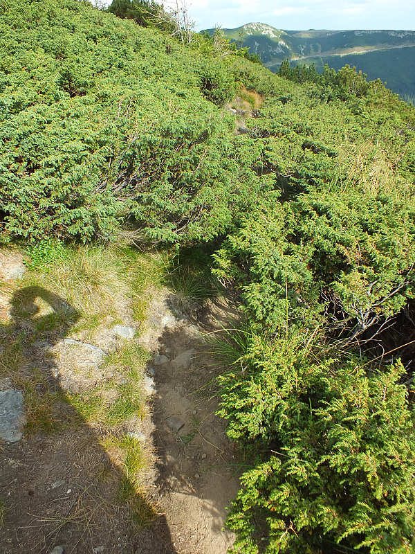 © R.Thiel
11.08.2012 17:24:31
Munții Călimani (11.08.2012)
Rumänien 2012
Rumänienfotos