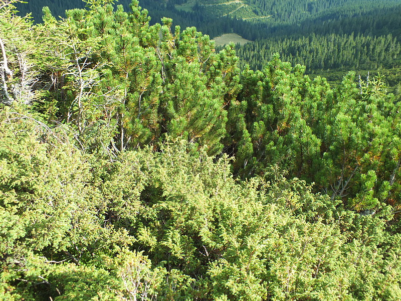 © R.Thiel
11.08.2012 17:25:57
Munții Călimani (11.08.2012)
Rumänien 2012
Rumänienfotos