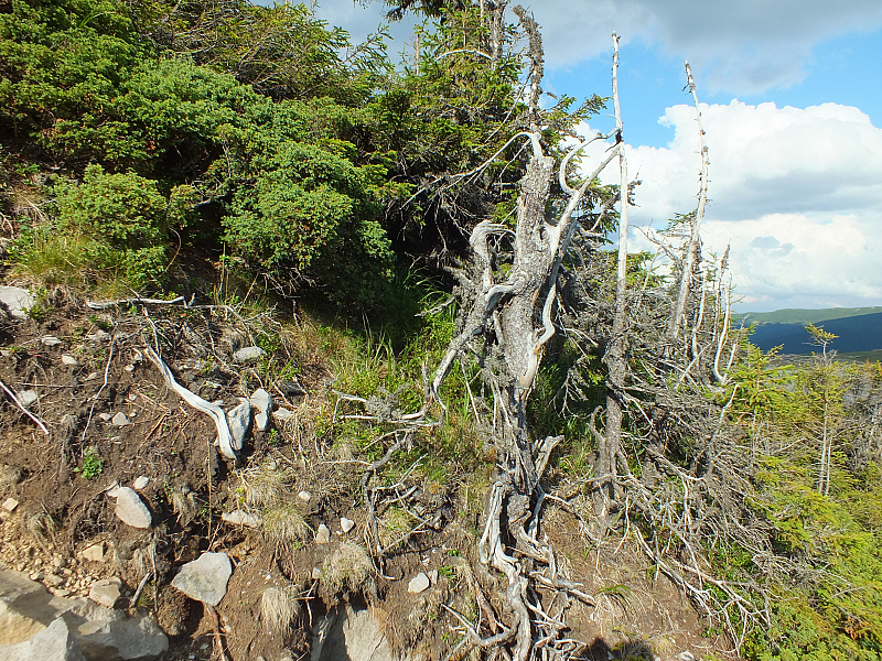 © R.Thiel
11.08.2012 17:29:13
Munții Călimani (11.08.2012)
Rumänien 2012
Rumänienfotos