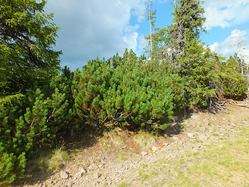 © R.Thiel
11.08.2012 17:58:16
Munții Călimani (11.08.2012)
Rumänien 2012
Rumänienfotos