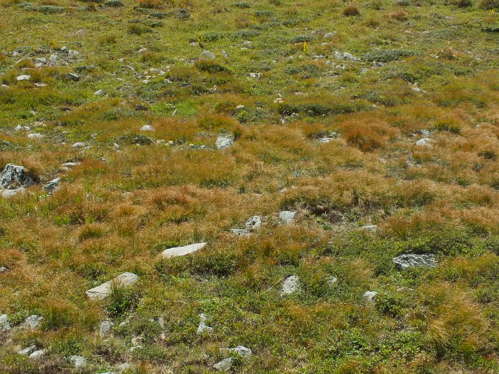 © R.Thiel
11.08.2012 16:55:45
Munții Călimani (11.08.2012)
Rumänien 2012
Rumänienfotos