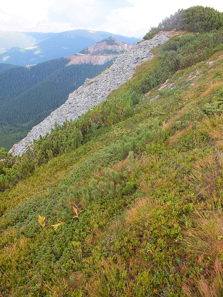 © R.Thiel
11.08.2012 17:22:25
Munții Călimani (11.08.2012)
Rumänien 2012
Rumänienfotos