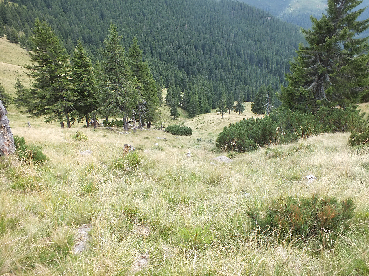 © R.Thiel
11.08.2012 14:25:57
Munții Călimani (11.08.2012)
Rumänien 2012
Rumänienfotos