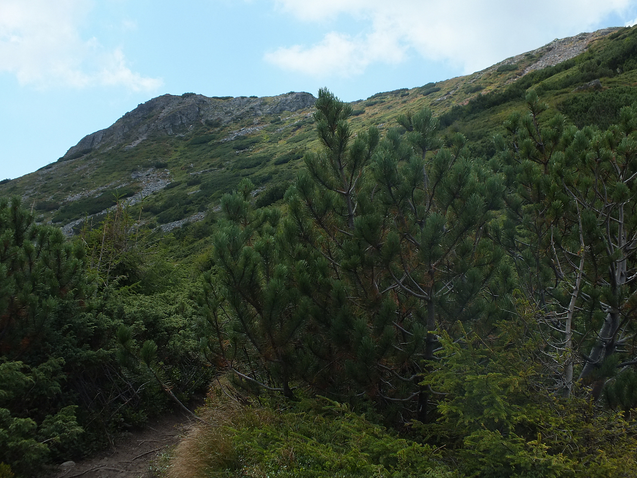 &copy; R.Thiel
11.08.2012 14:55:23
Munții Călimani (11.08.2012)
Rumänien 2012
Rumänienfotos