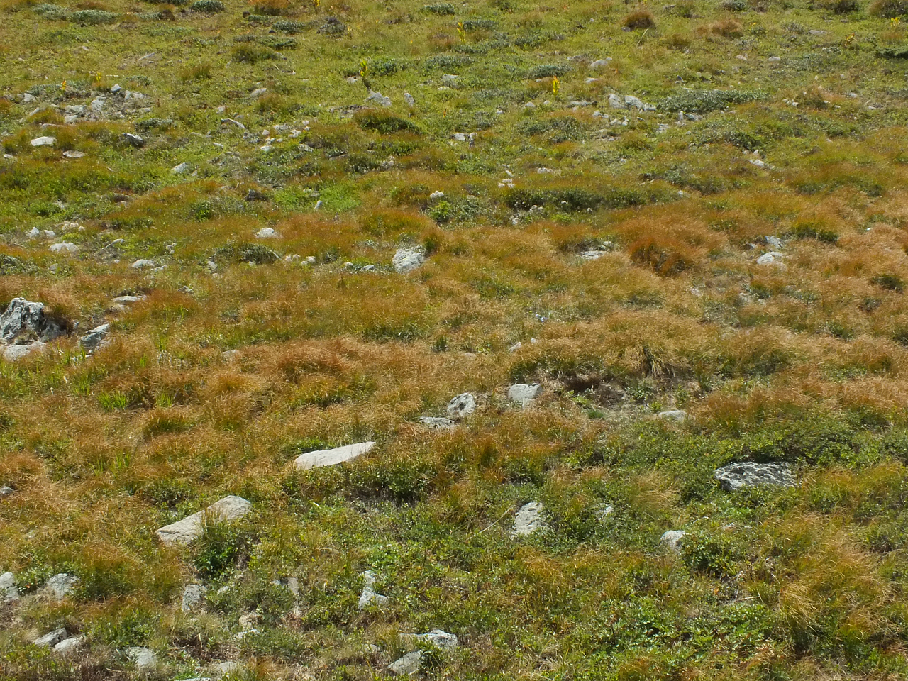 © R.Thiel
11.08.2012 16:55:45
Munții Călimani (11.08.2012)
Rumänien 2012
Rumänienfotos