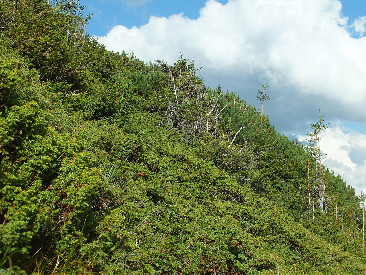 © R.Thiel
11.08.2012 17:26:41
Munții Călimani (11.08.2012)
Rumänien 2012
Rumänienfotos