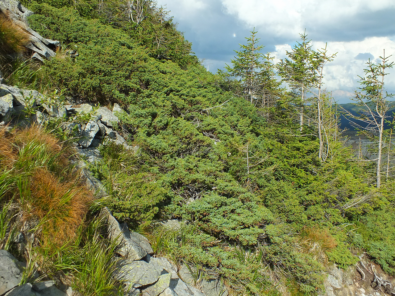 © R.Thiel
11.08.2012 17:28:47
Munții Călimani (11.08.2012)
Rumänien 2012
Rumänienfotos