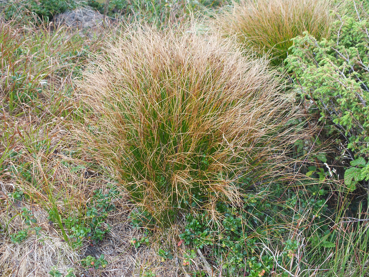 © R.Thiel
11.08.2012 17:30:54
Munții Călimani (11.08.2012)
Rumänien 2012
Rumänienfotos