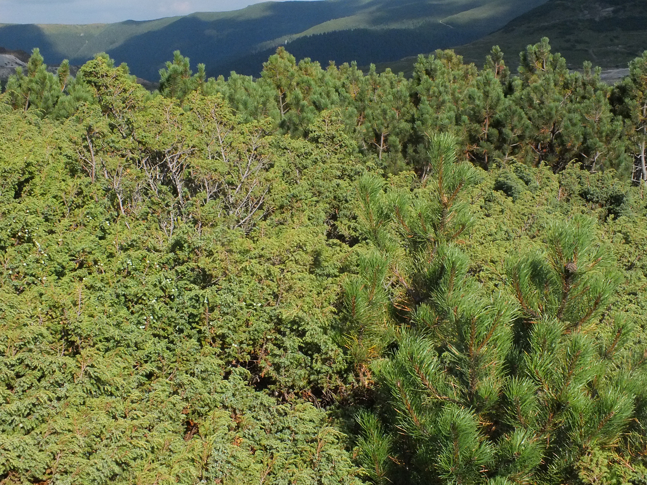 © R.Thiel
11.08.2012 17:34:43
Munții Călimani (11.08.2012)
Rumänien 2012
Rumänienfotos