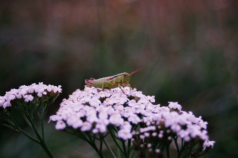 &copy; R.Thiel
Impressionen aus den Bistritz-Bergen
August 2002
Rumänienfotos