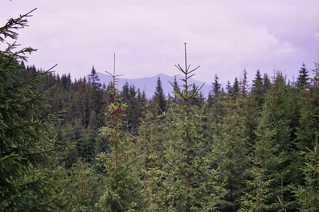 &copy; R.Thiel
Impressionen aus den Bistritz-Bergen
August 2002
Rumänienfotos