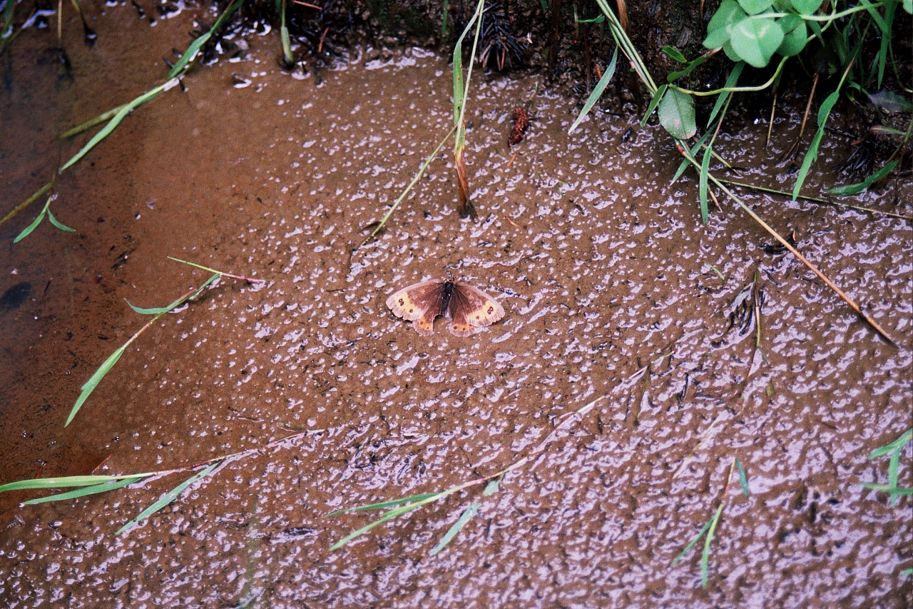 &copy; R.Thiel
Impressionen aus den Bistritz-Bergen
August 2002
Rumänienfotos