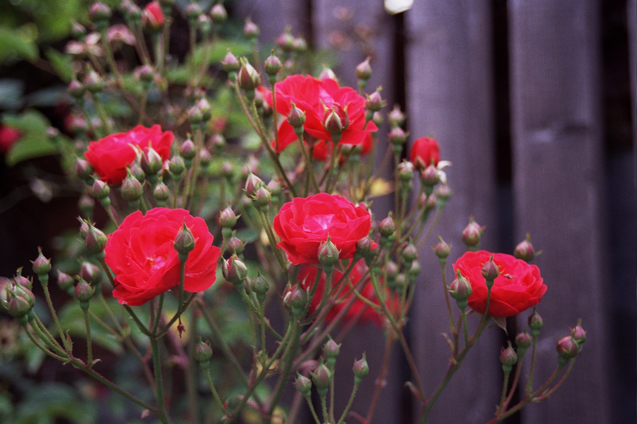 &copy; R.Thiel
Impressionen aus den Bistritz-Bergen
August 2002
Rumänienfotos